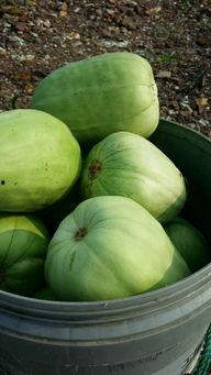 甜瓜美食爆料视频大全最新,揭秘最新爆料视频大全